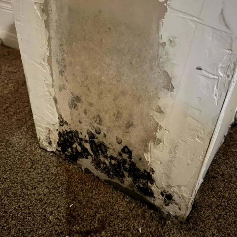 Professional Mold Removal in Hammond, IN